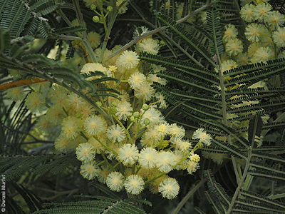 Acacia mearnsii flower Denzel Murfet Nangwarry